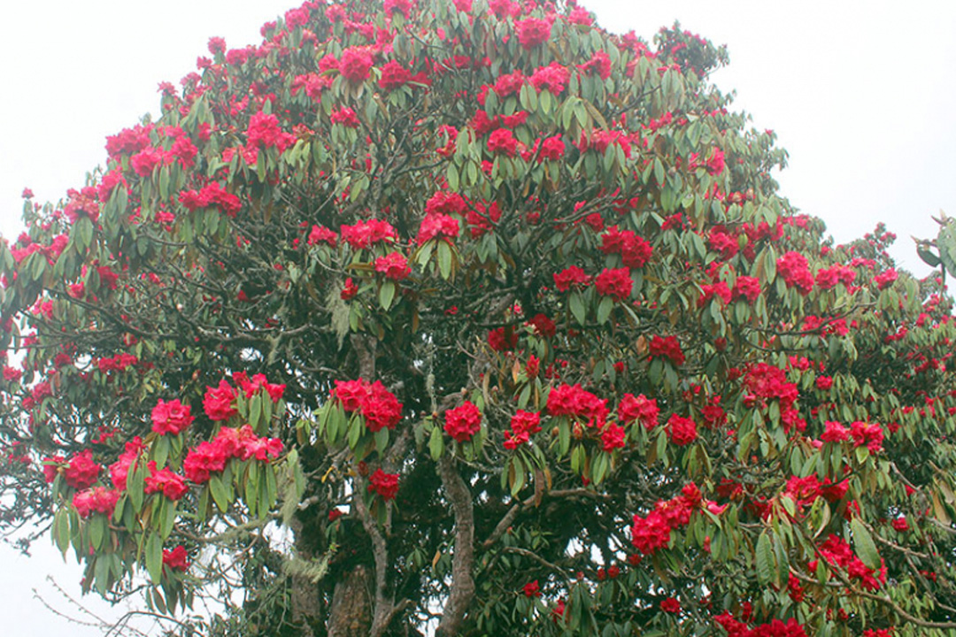 बैतडीको बुराँउसेमा पुस महिनामै फुल्यो लालीगुराँस 